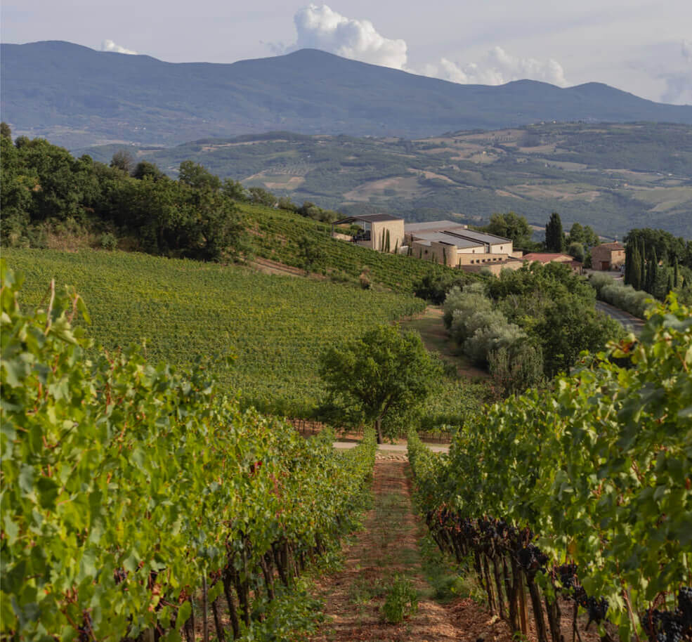 Tannico: vendita vino online nella miglior enoteca online d'Italia