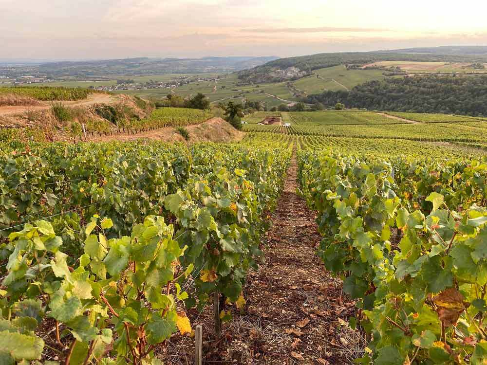 regioni-vinicole-francesi