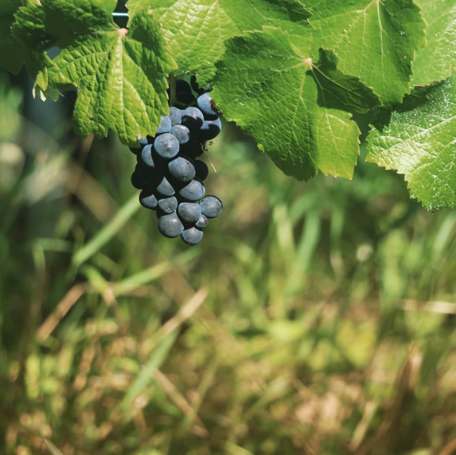 grappolo di uva per vino senza solfiti aggiunti