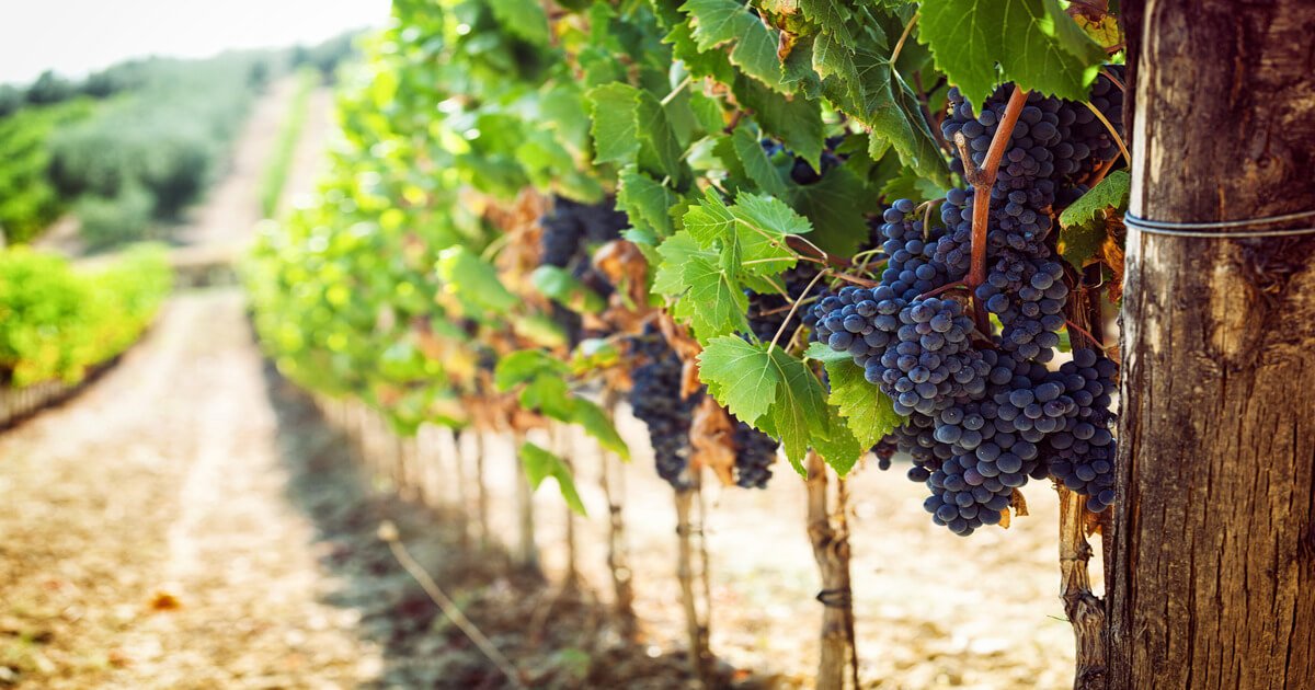 filare di uva rossa italiana