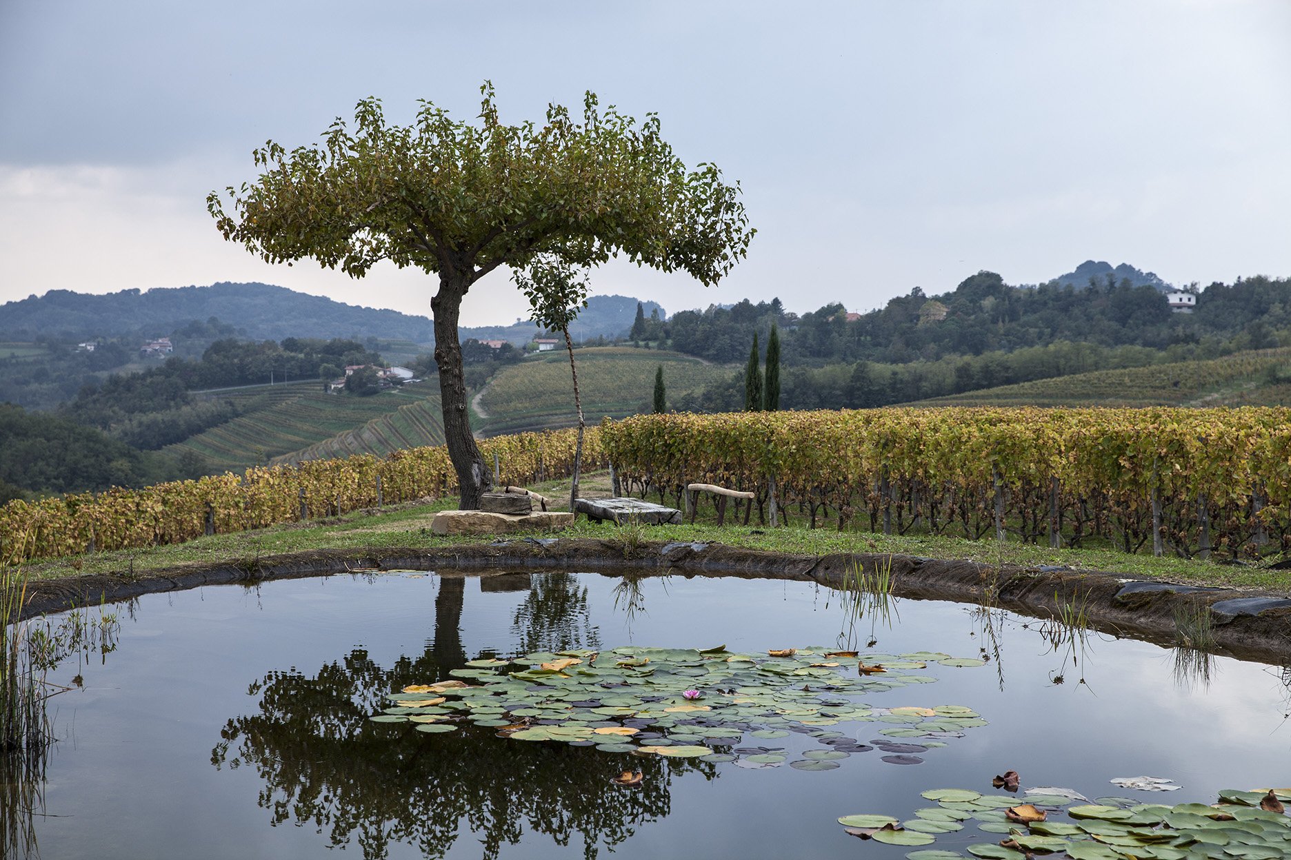 Stagno Runk nella tenuta Gravner