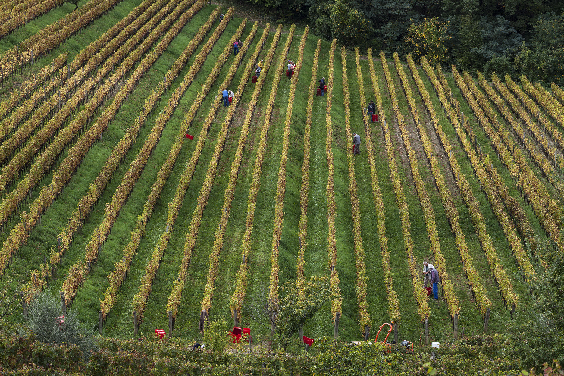 Vendemmia nei vigneti di Gravner