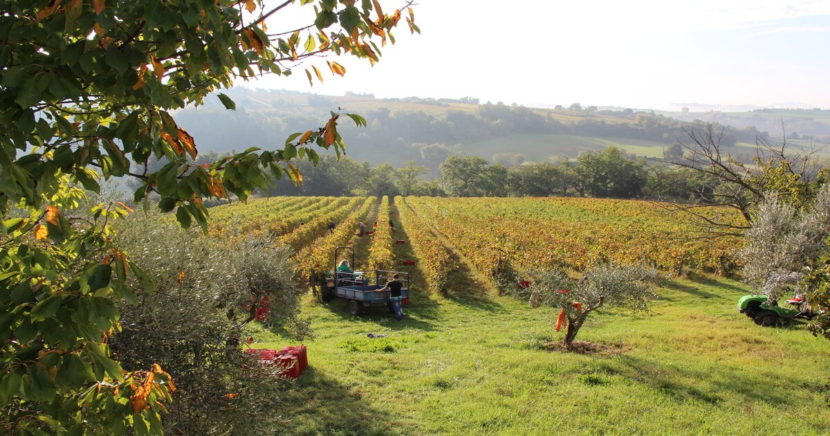 vigneti umbria durante la vendemmia