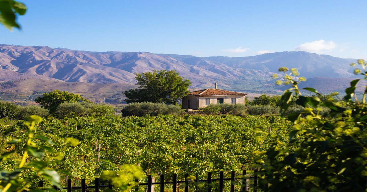 vigneti etna