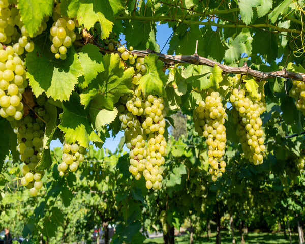 filare vitigno grillo sicilia