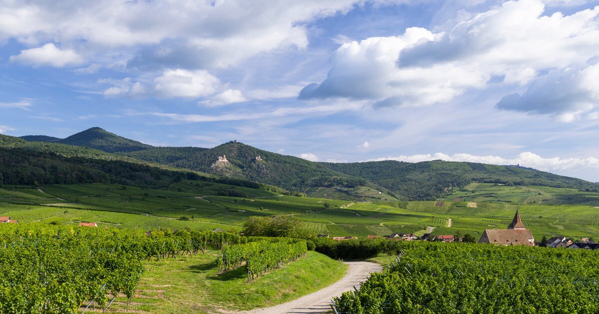 caratteristiche pinot bianco